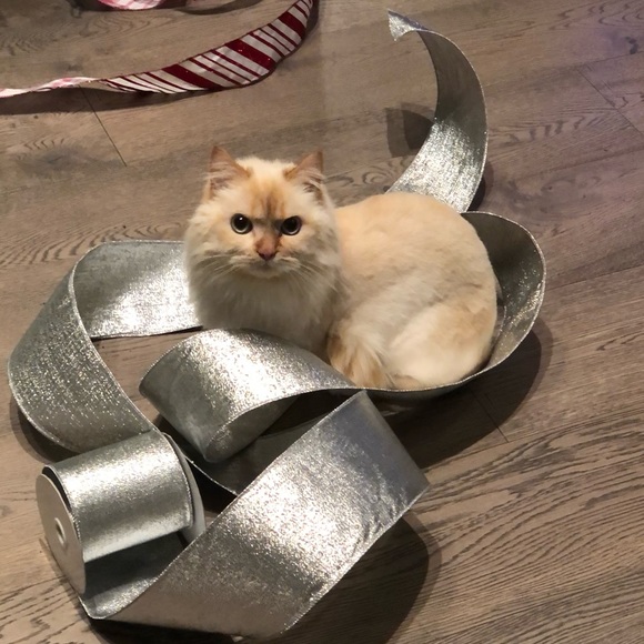 Meet your Posher, Rachael - Picture 1 of 1